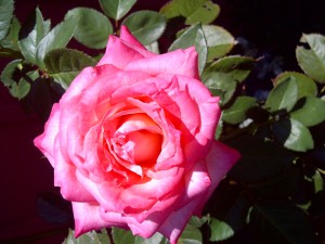 Valentine's Day Roses